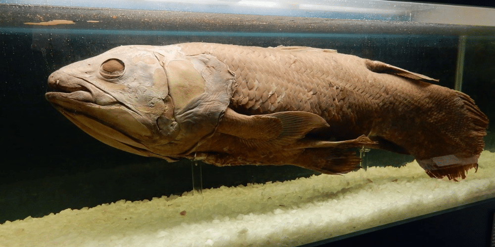 Coelacanth at the Ulster Museum